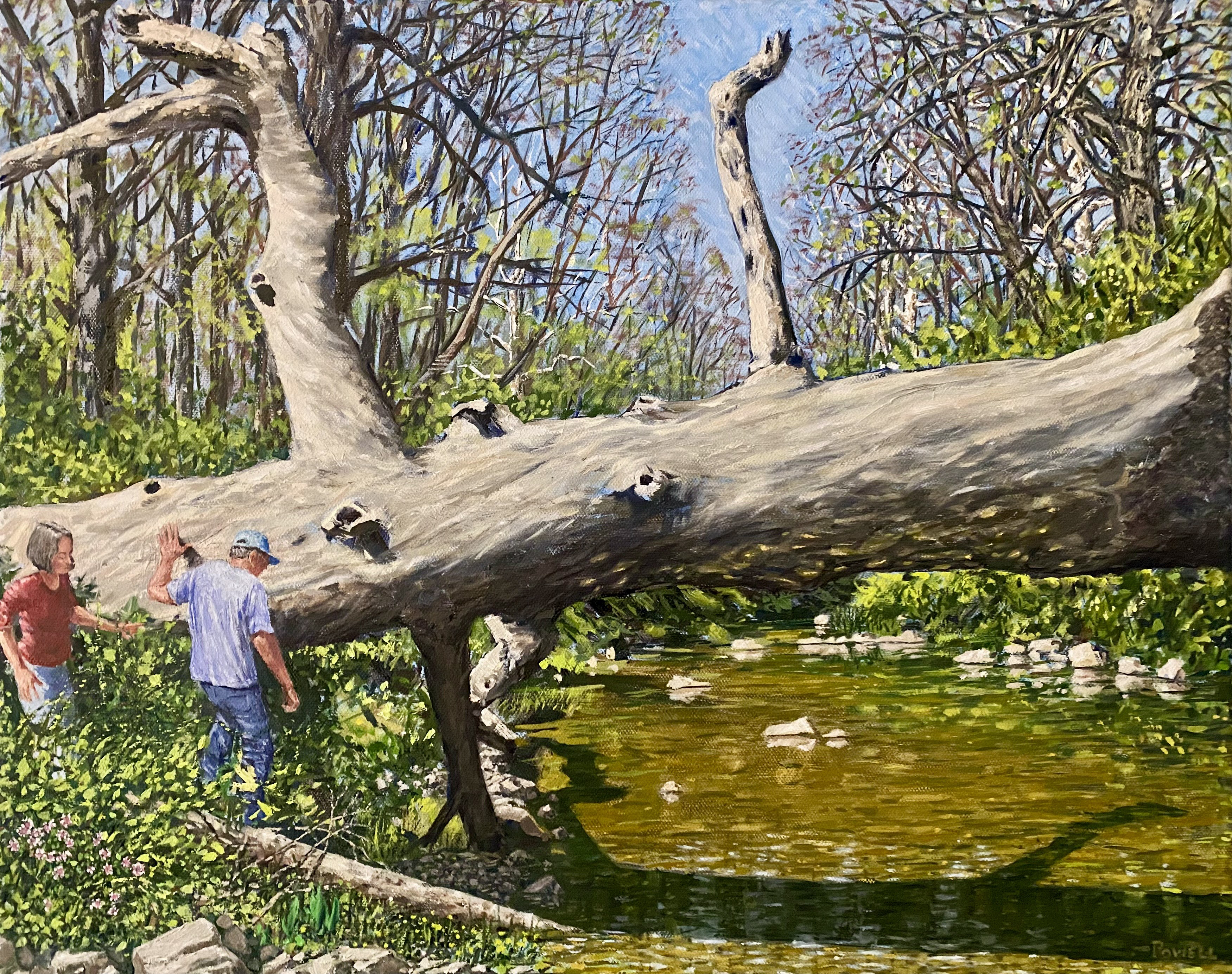 Fallen Sycamore